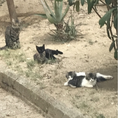 Gatos holgazaneando con camara de caza